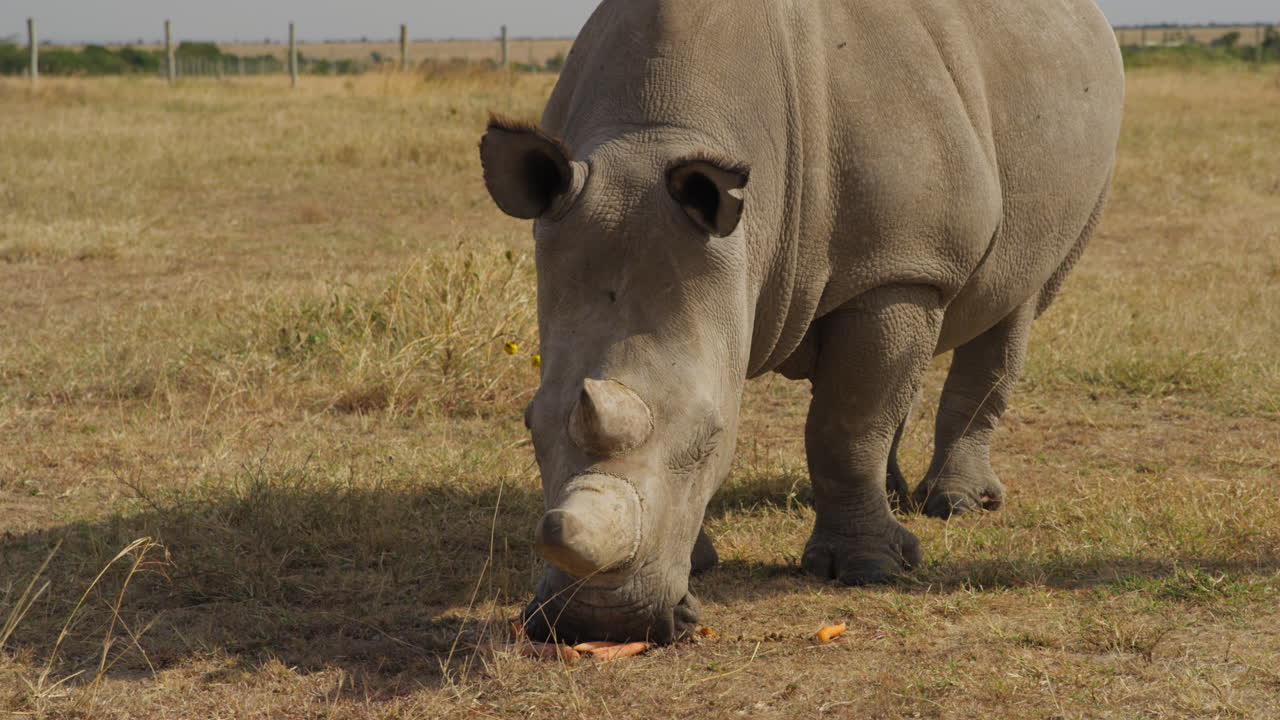 ol pejeta, 케냐에서 멸종 위기에 처한 암컷 북부 흰 코뿔소
