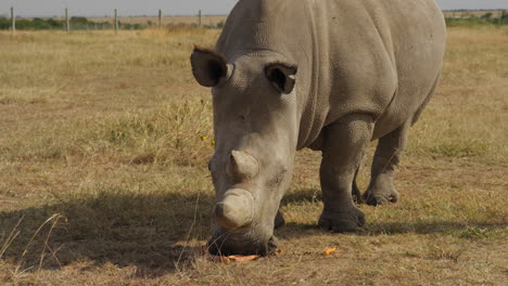 北方白犀牛在肯尼亞奧爾佩耶塔 (olpejeta)