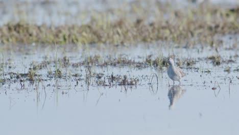 common greenshank feeding in wetlands flooded meadow during spring migration