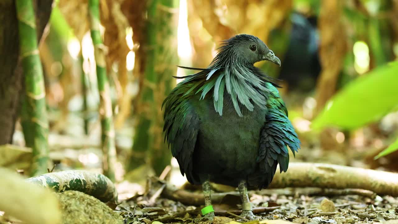 열대 우림 의 초록색 비둘기