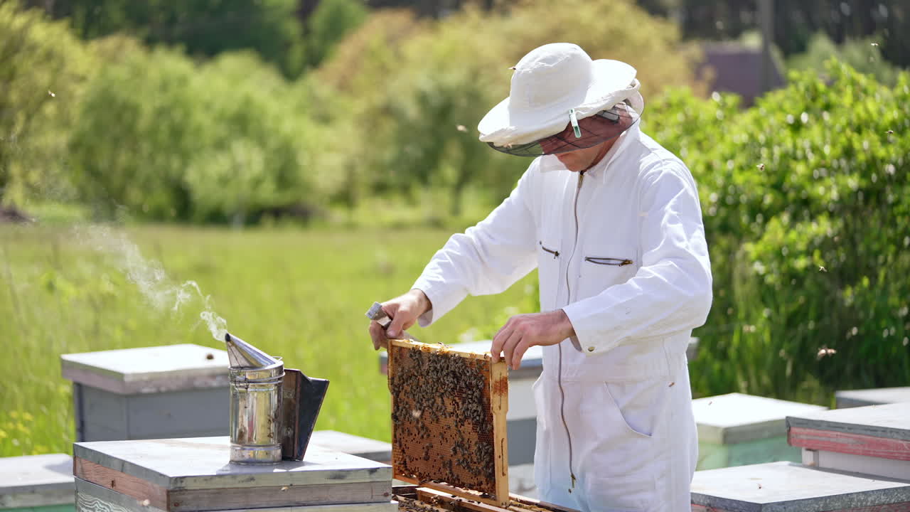 Adult beekeeper checking out the frames at his apiary. Man wearing white outfit, hat looks at the frame covered with bees. Sunny day backdrop.