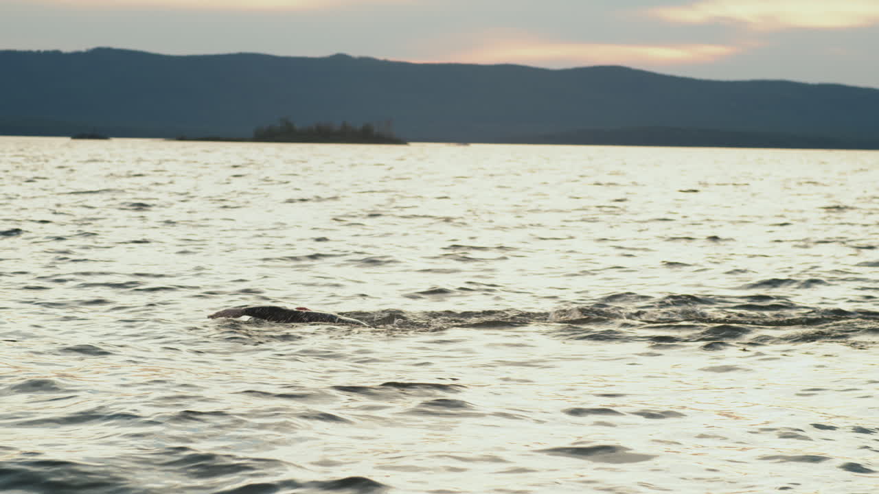 호수 물 에서 수영 하는 트라이애슬레트 선수