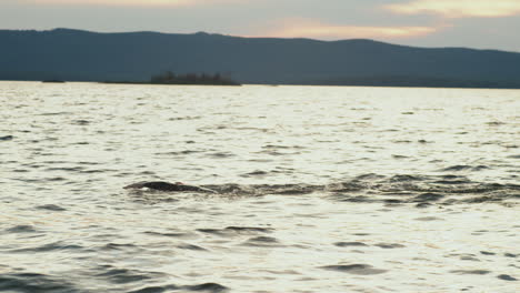 triathlete swimming in lake water