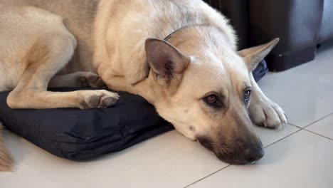 dog resting in the living room on his pillow