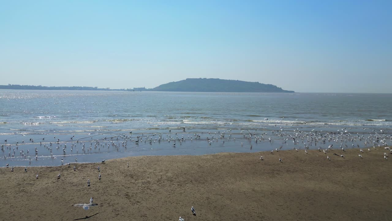 넓은 시야로 뒤로 움직이는 강 무인 항공기에서 날아 다니는 새들