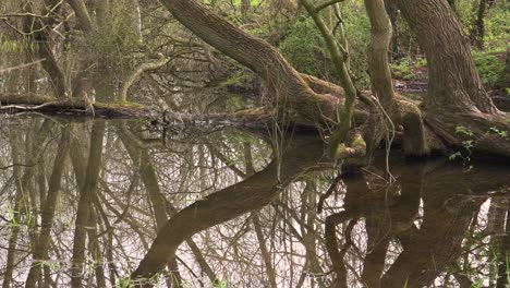 4k-Alte-Weidenstämme-In-Einem-Kleinen-See,-Reflexionen-Der-Stämme-Im-Wasser