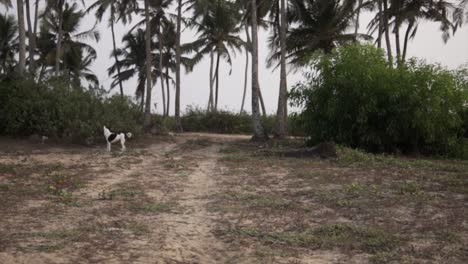 Camino-De-Tierra-Tropical---Tiro-Estático-Lento