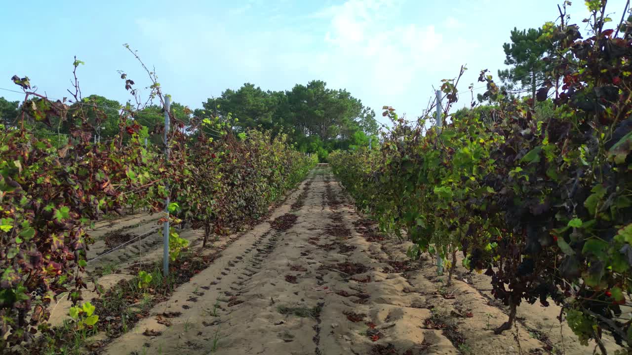 Flying between a vineyard plantation on sandy soil at Colares,Sintra.This region is known for the Ramisco (red) and Malvasia de Colares (white) grape varieties,Portugal