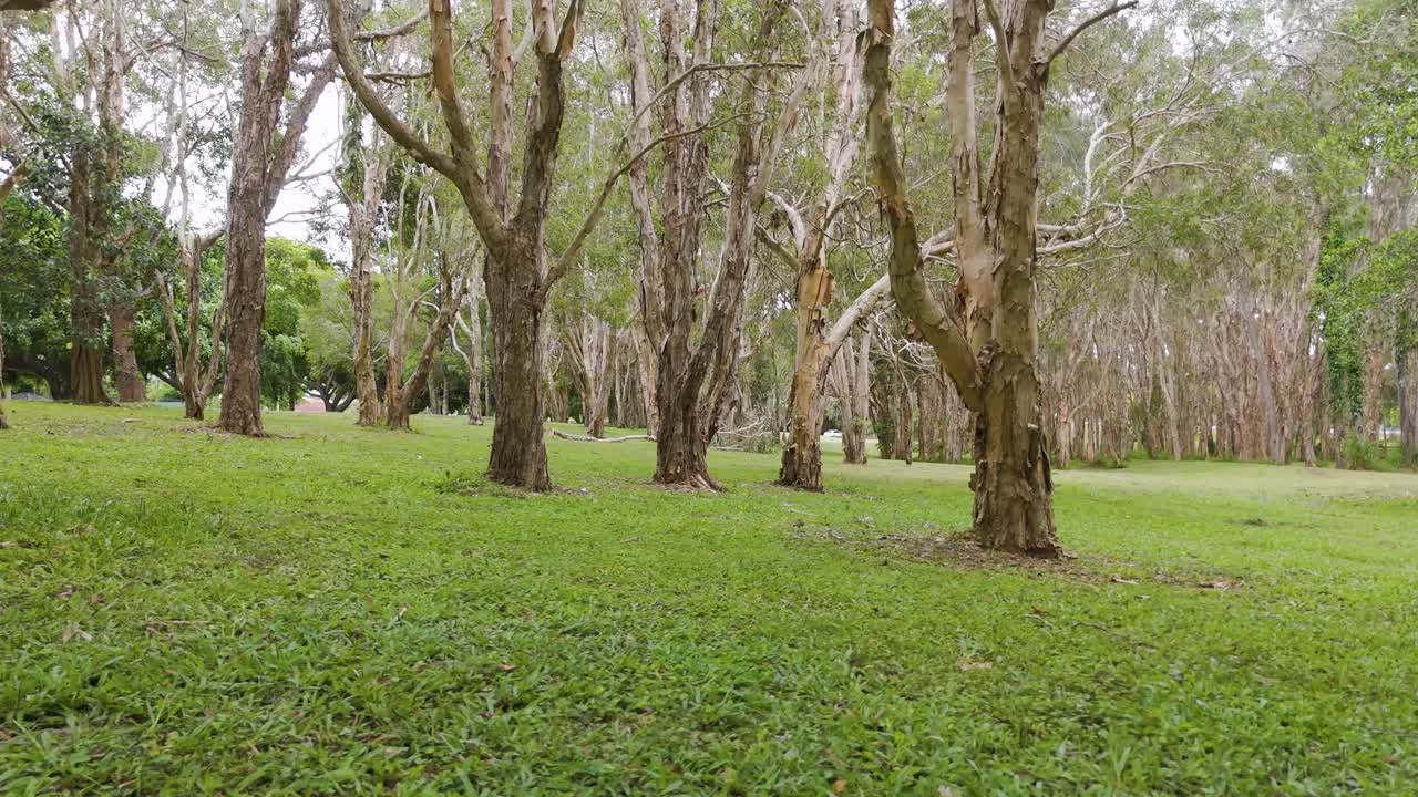 나무 와 풀 이 있는 평화로운 공원 장면