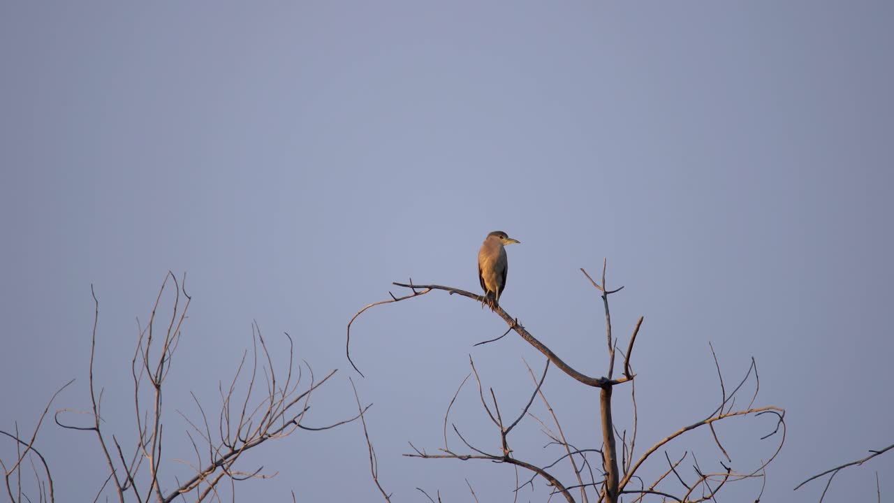 검은 왕관 밤 왜가리가 나무에 앉아 주변을 관찰
