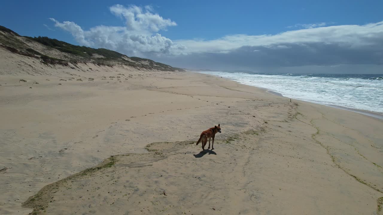 adorable perro dingo de pie solo en las dunas de arena en la playa de mungo en nueva gales del sur, australia