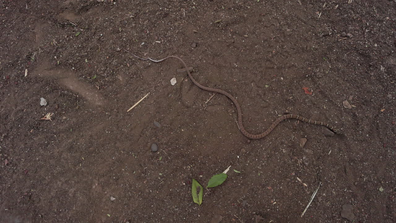 Rastejar em câmera lenta: Uma cobra Kukri comum desliza graciosamente pelo chão.
