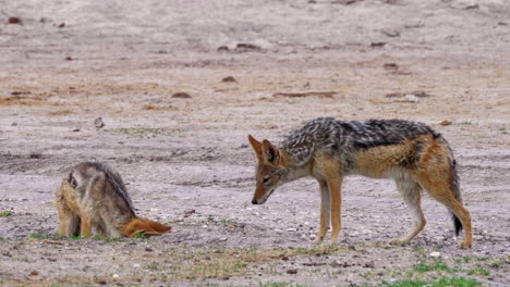 a couple of black-backed jackal digging and inspecting the hole in the ground in kalahari desert, africa