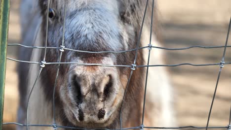 clip of adorable shetland ponies out of focus in the background, shot through the fence