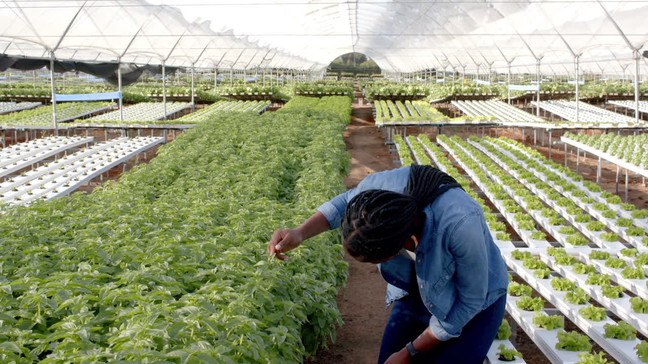 Inspecting plants, farmer working in school hydroponic vegetable farm greenhouse