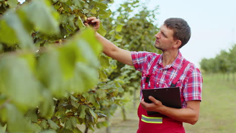 gardener agronomist man farmer analyze quality of hazelnuts trees in garden making notes in journal