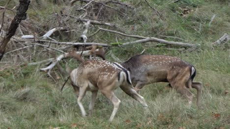 la lucha contra los gamos corre de lado por el bosque