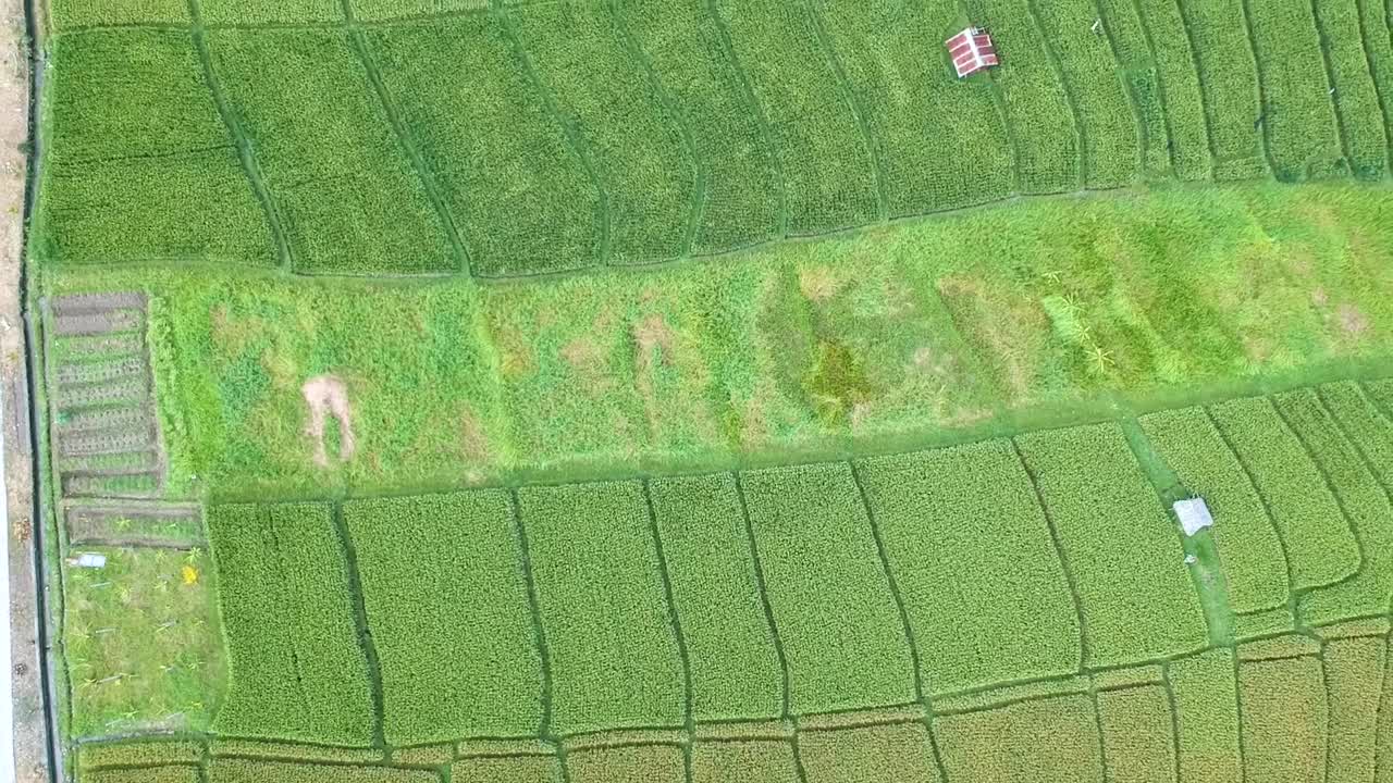 vista aérea de pájaro de arriba hacia abajo toma de drones de campos de arroz verde con patrones distintos en bali, indonesia