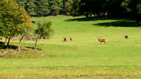 Ciervos-En-El-Período-De-Apareamiento-En-Las-Ardenas-Belgas