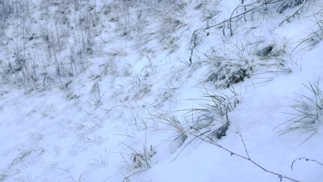 close up low angle footage of thick white fluffy snow covering grass on a hillside with some grass poking out during a winter cloudy day. foreground is in sharp focus and background is slightly blurry