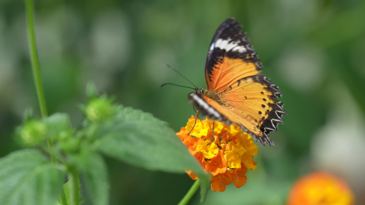 idílico disparo macro de mariposa monarca naranja recolectando néctar de flor de naranja y volando lejos