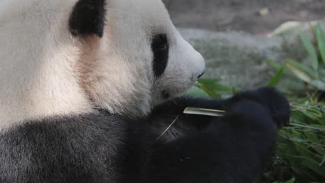 a close up of a panda eating