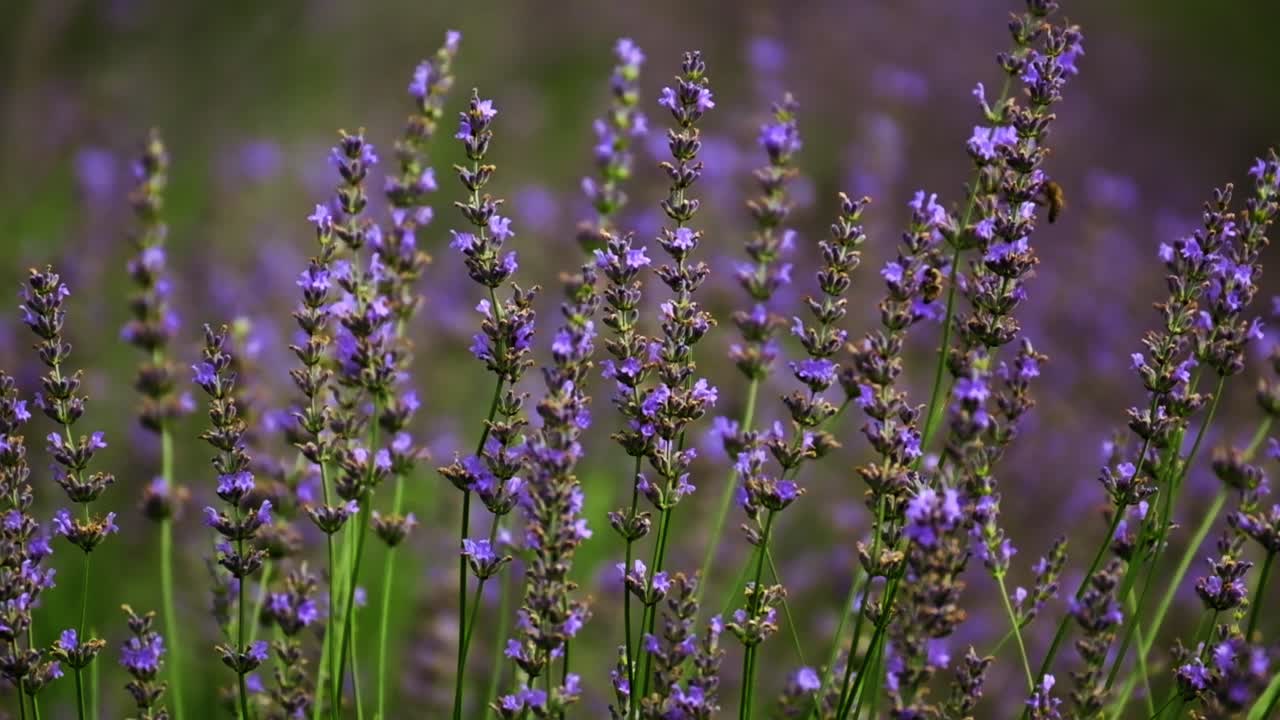 화창한 날 필드에 라벤더 꽃의 클로즈업 잠금 샷