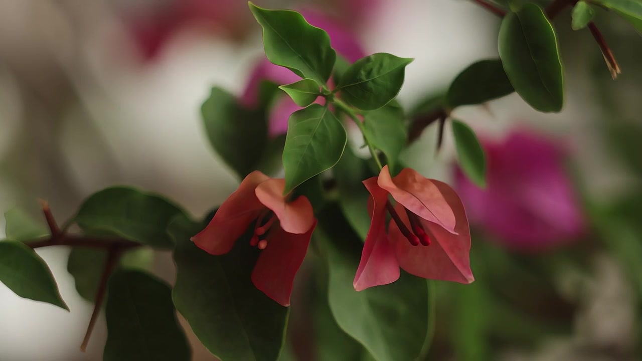 Bunga Bougainvillea berdesir lembut tertiup angin, kelopak halusnya berkibar seperti sayap kertas warna-warni, menari-nari dalam hembusan angin dan membawa nuansa keindahan serta ketenangan yang hening
