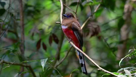 the red-headed trogon is a confiding medium size bird found in thailand