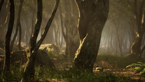 bosque encantado en luz mágica