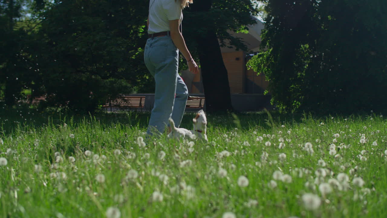 공원에서 개를 산책시키는 여자