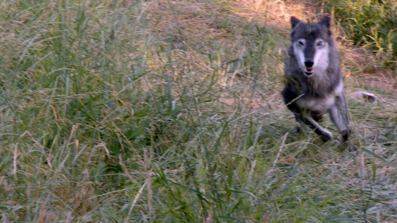A grey wolf named Koa.