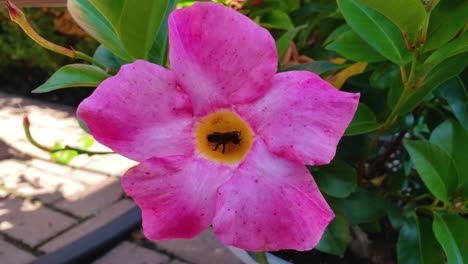 Bee-pollinating-a-bright-pink-flower-against-greenery-in-the-background,-handheld