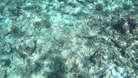 snorkeling-in-ocean-sea-at-Maldives