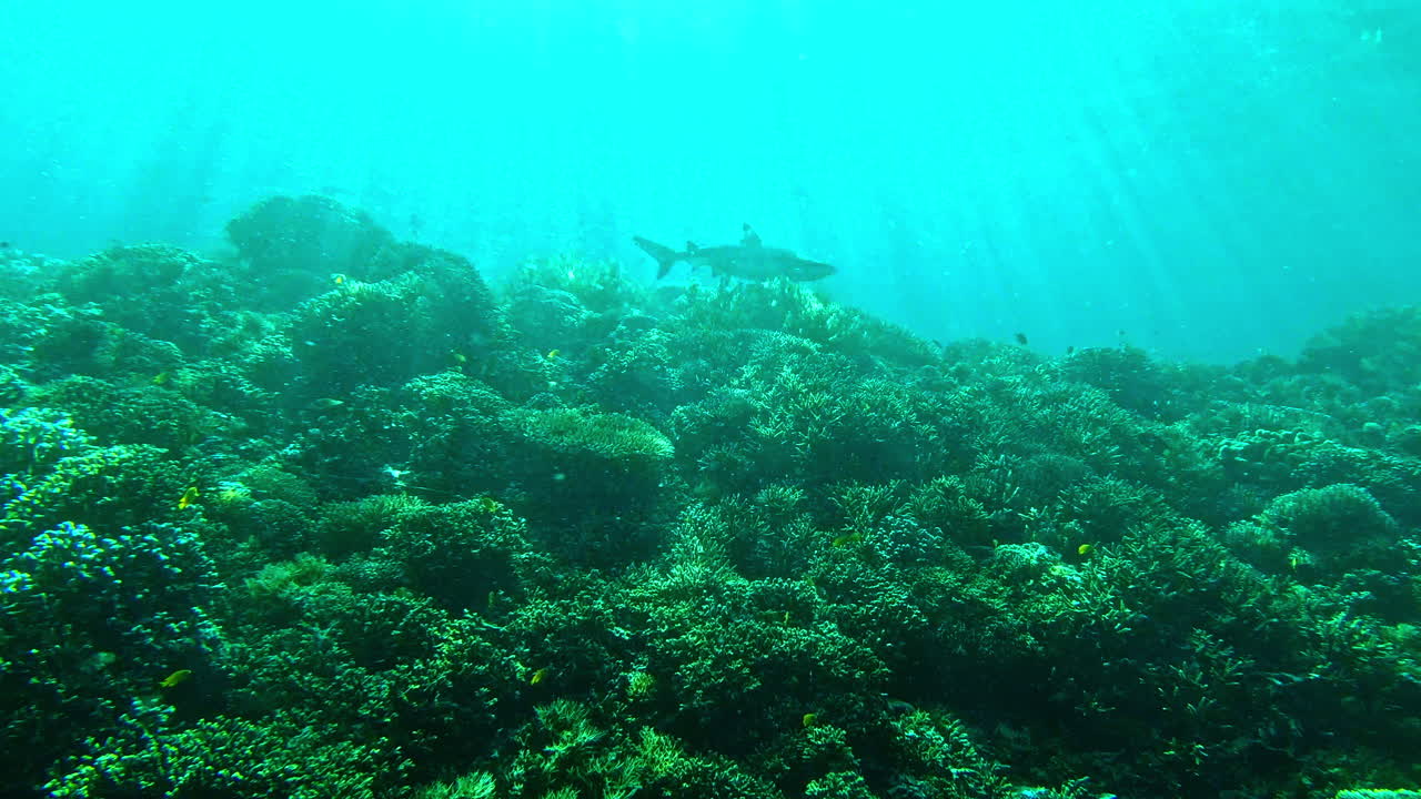 There&rsquo;s something lurking beneath the waves