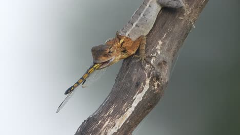 Cazar-Lagarto-Libélula---Comiendo