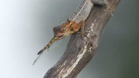 lagarto caza libélula - comer