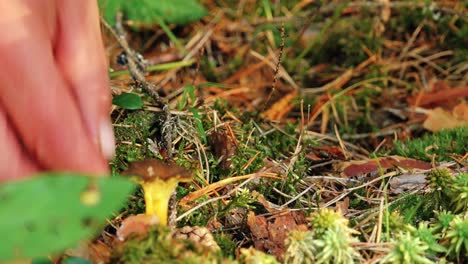 Herbstpilze-Im-Wald-Sonnenlicht-Im-Wald