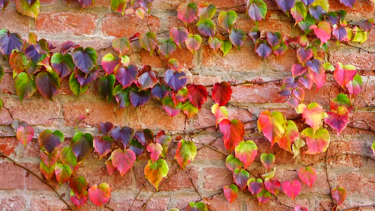 Edera sul muro di mattoni della casa. Riprese in autunno