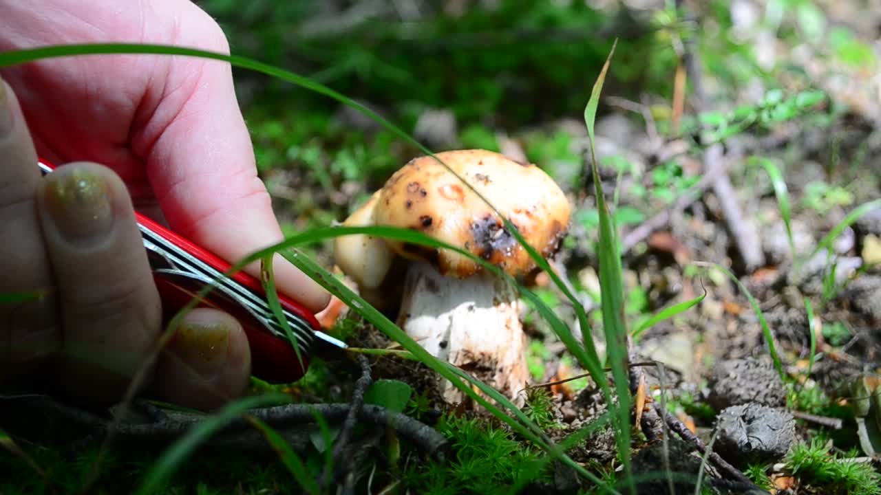 We cut off mushrooms in the wood. Mushroom Russula