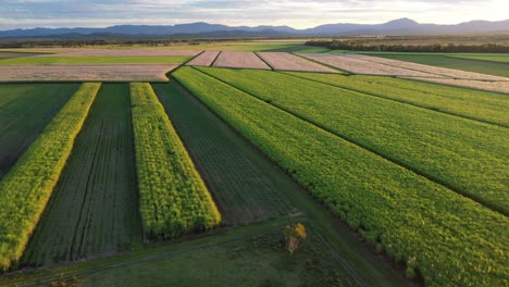 Drohnenaufnahmen-Von-Zuckerrohrfeldern-Im-Norden-Von-Queensland-Bei-Sonnenuntergang