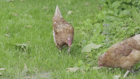 two hens looking for something about their environment