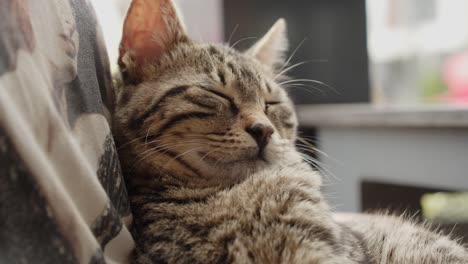 Sleeping-colorful-fluffy-cat-enjoying-sunny-day-in-Cyprus-island,-close-up-view