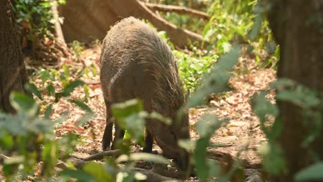 jabalí, sus scrofa, imágenes de 4k, santuario de vida silvestre huai kha kaeng, tailandia