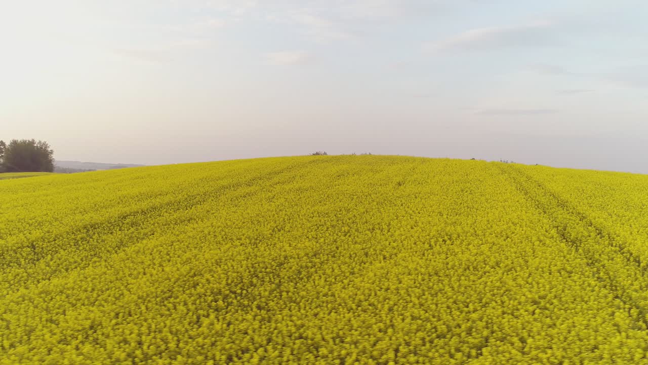 vista panorámica del campo de canola contra el cielo 4