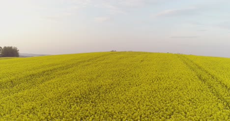 Vista-Panorámica-Del-Campo-De-Canola-Contra-El-Cielo-4