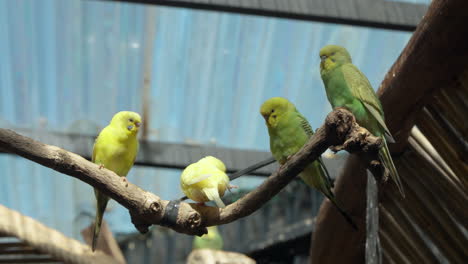 Group-of-Budgerigars-or-Common-Parakeet-Birds-Resting-on-Branch,-Shell-Parakeets-or-Budgies-in-Mongo-Land-Dalat-Petting-Zoo