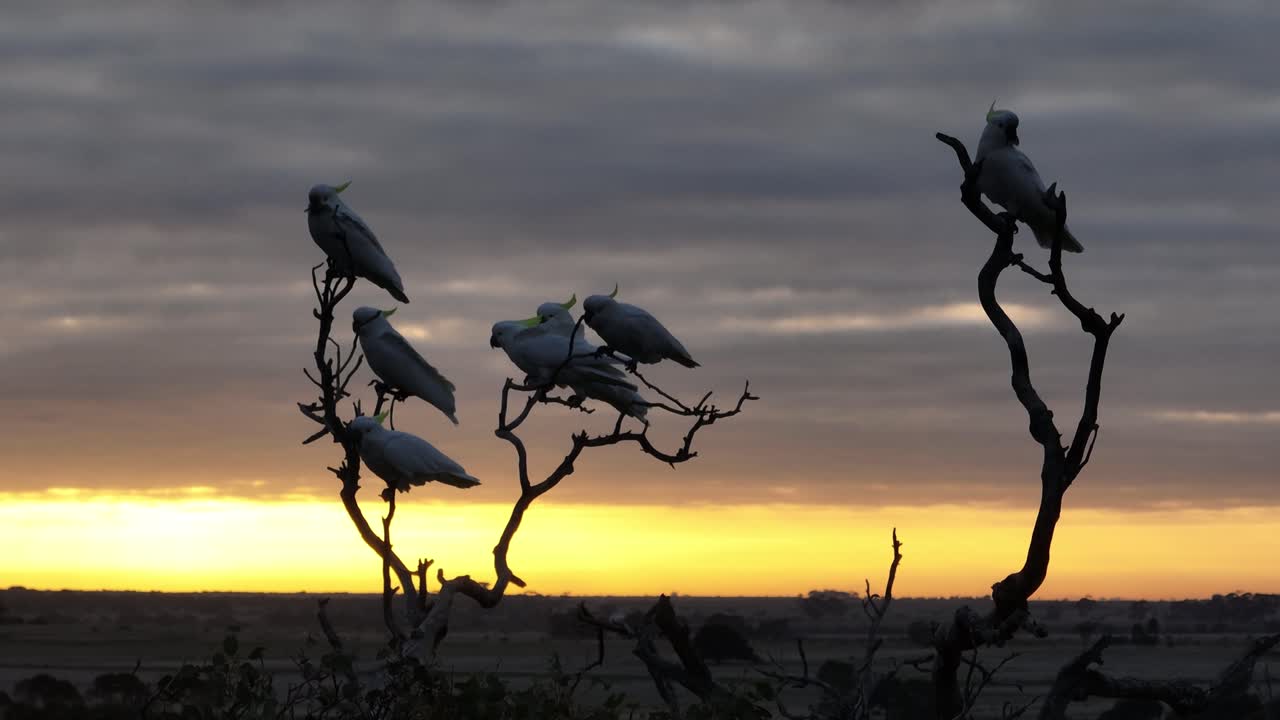 pájaros en la parte superior de un árbol muerto al atardecer