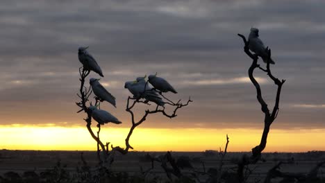 birds at the top of a dead tree at sunset