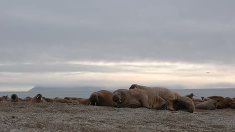 walrus laying on the beach with other individuals while scratching its belly